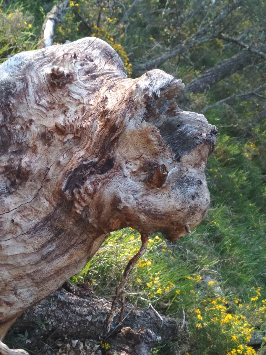 Pareidolia y rostros